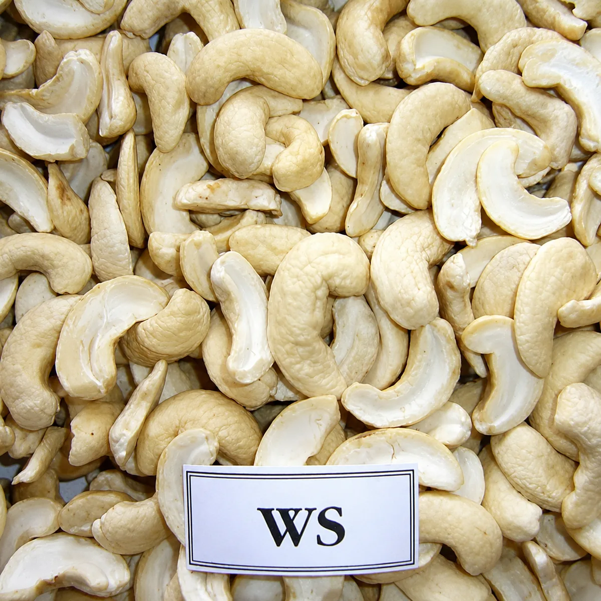 WS (White Splits) — ảnh 2