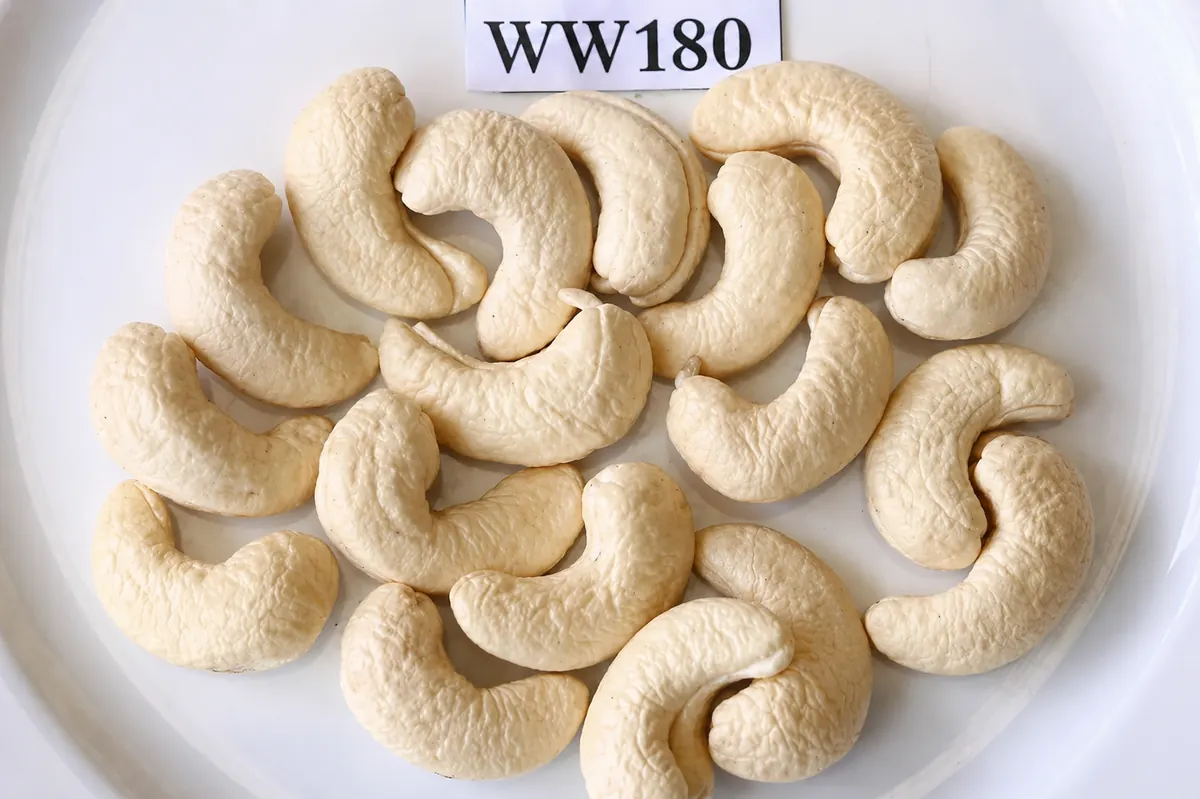 WW180 — ảnh 3