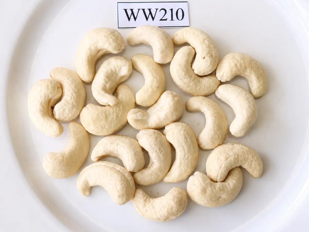WW210 — ảnh 3