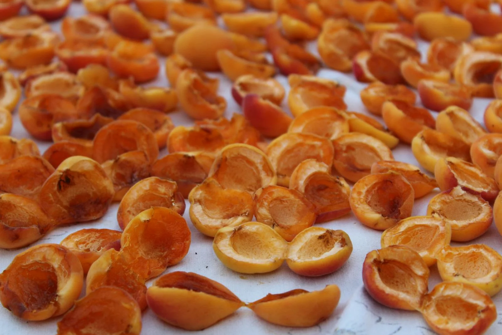 Dried Apricots — ảnh 2