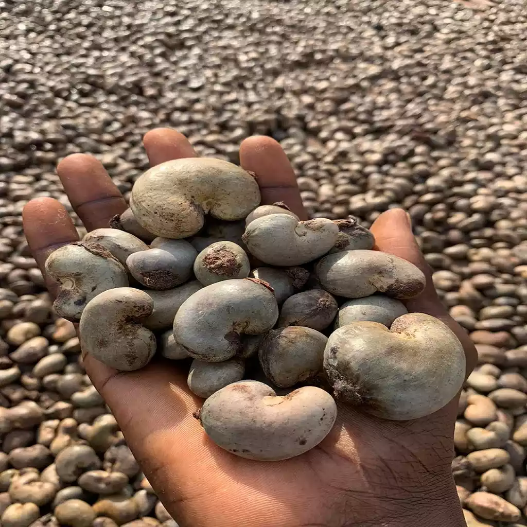 Raw Cashew Nuts — ảnh 2