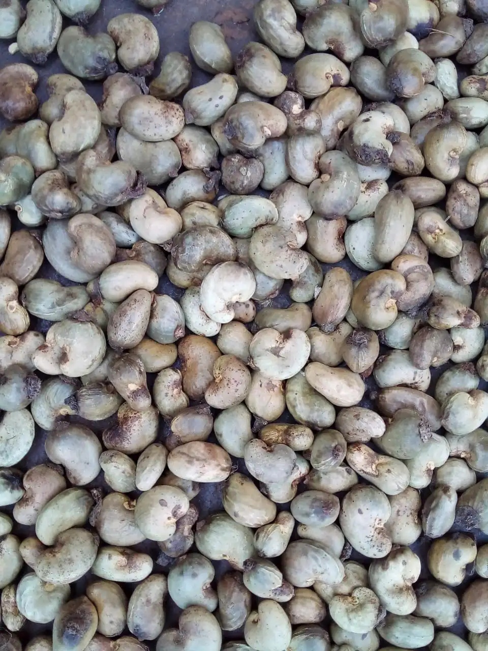 Raw Cashew Nuts — ảnh 3