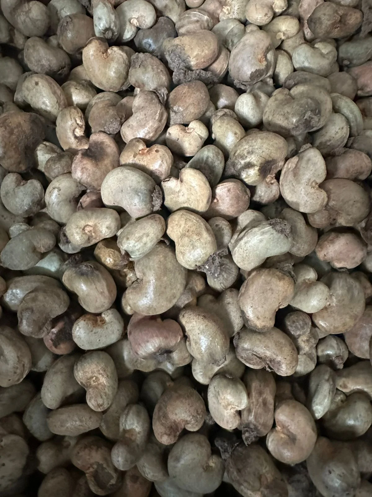 Raw Cashew Nuts