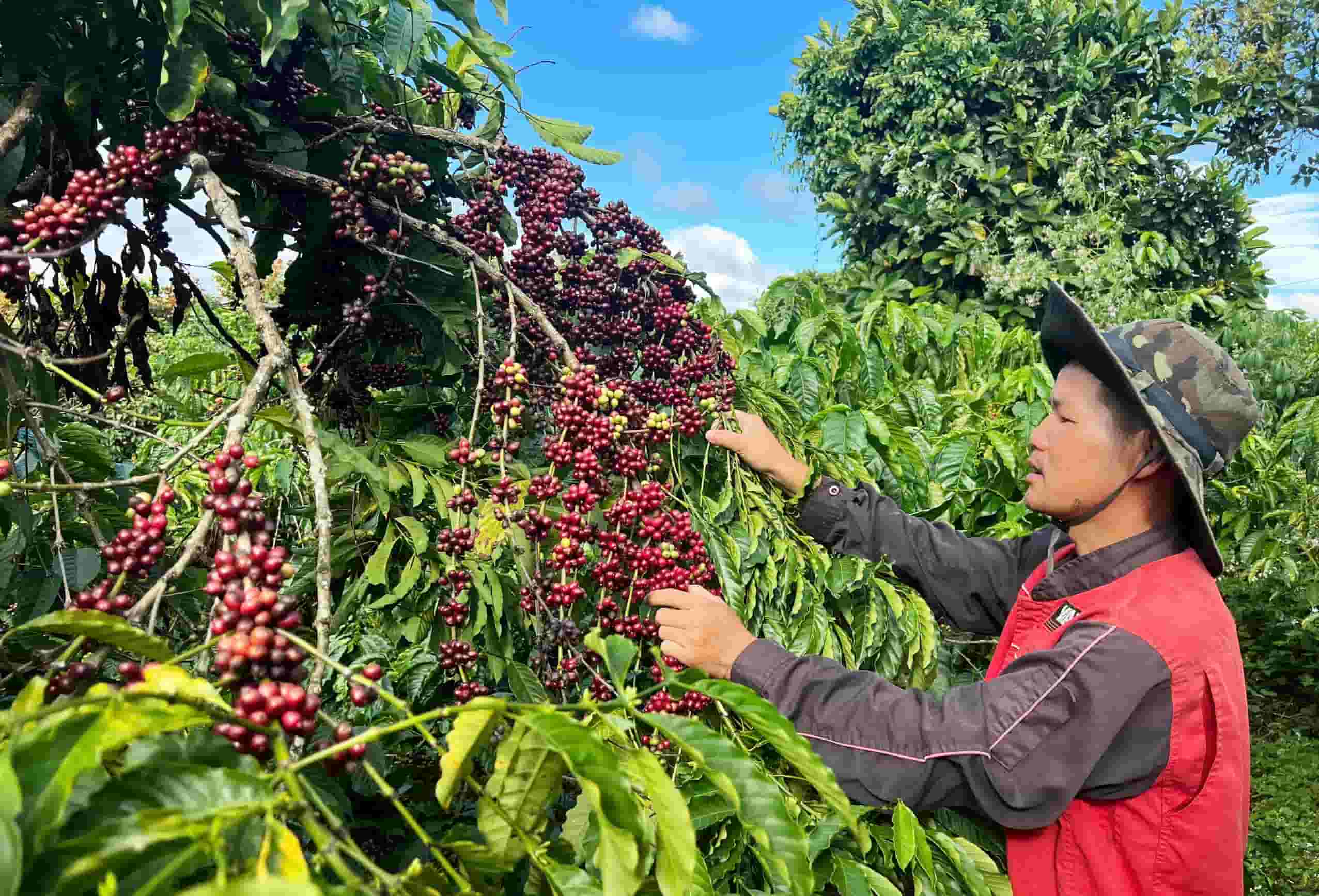 Arabica growing region — Cầu Đất, Núi Min, Trạm Hành, Lâm Đồng