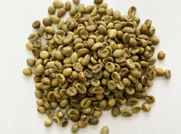 Robusta green coffee beans Wet Polished S16