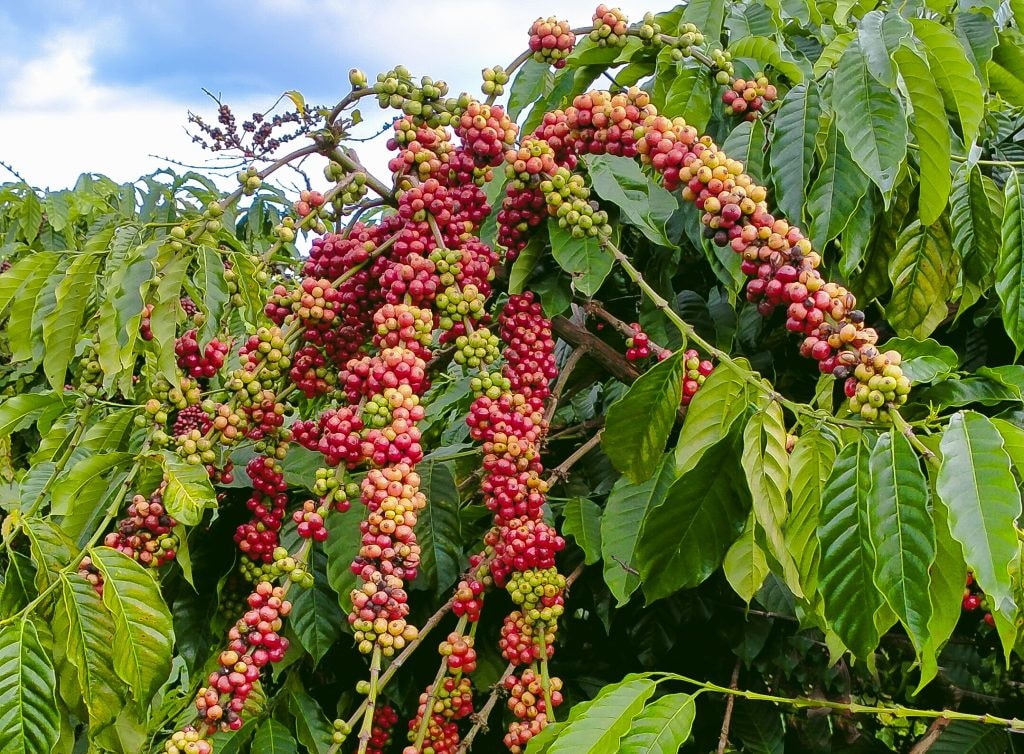 Robusta growing region — Buôn Ma Thuột, Tây Nguyên highlands